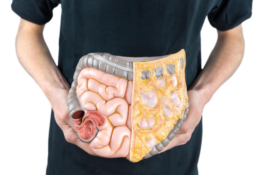 model-of-human-digestive-system-being-held-up-over-where-it-is-in-the-body-by-man-in-black-shirt.jpg